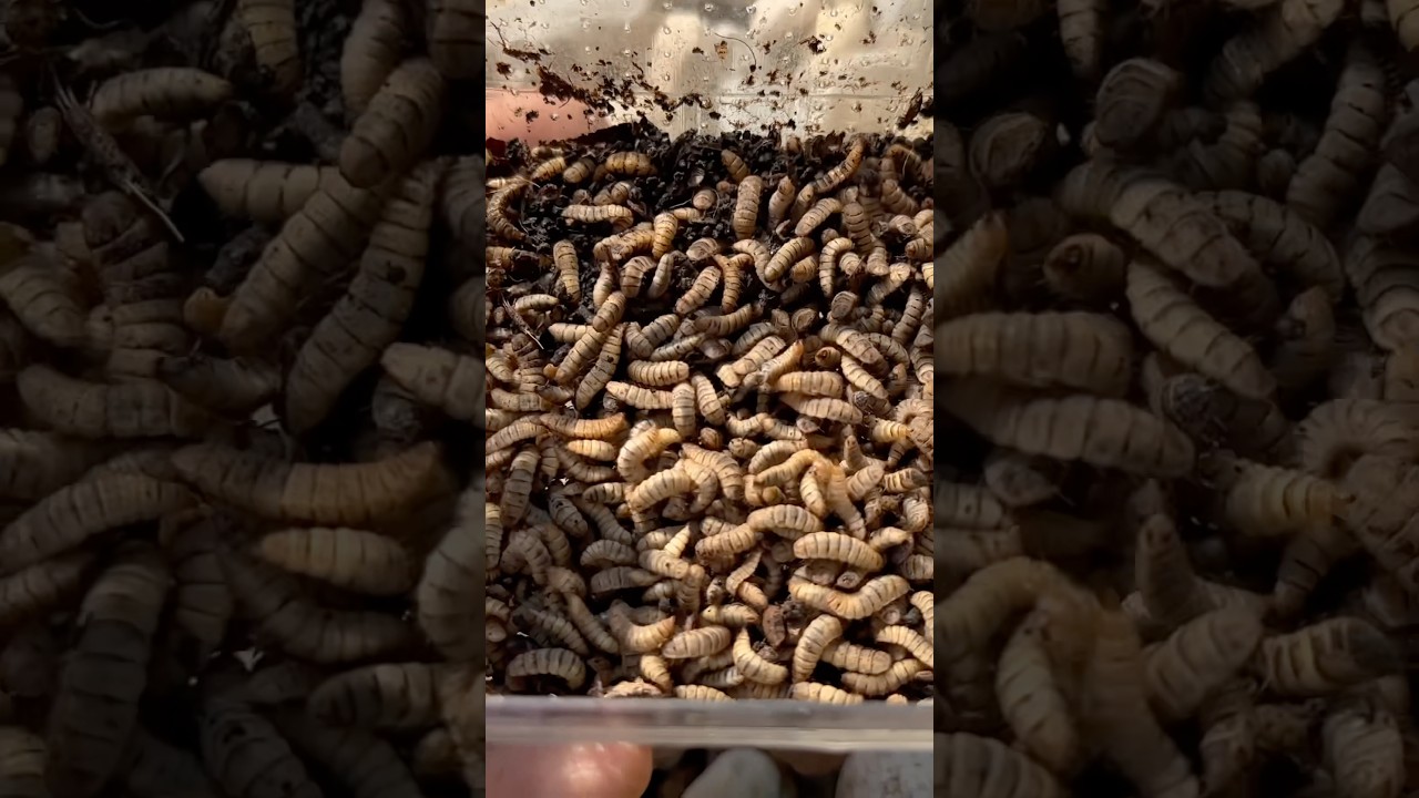 BSF Larvae vs. Mealworms