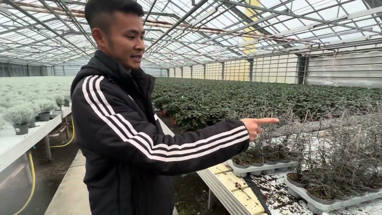 Tập 294 - Nhà Kính Trồng Hoa Có 2 Bạn Tts Được Làm Worker