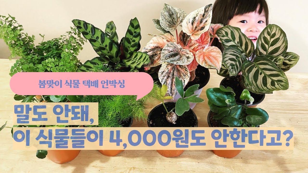 봄맞이 식물 택배 언박싱, 저렴하고 예쁜 식물 소개합니다.