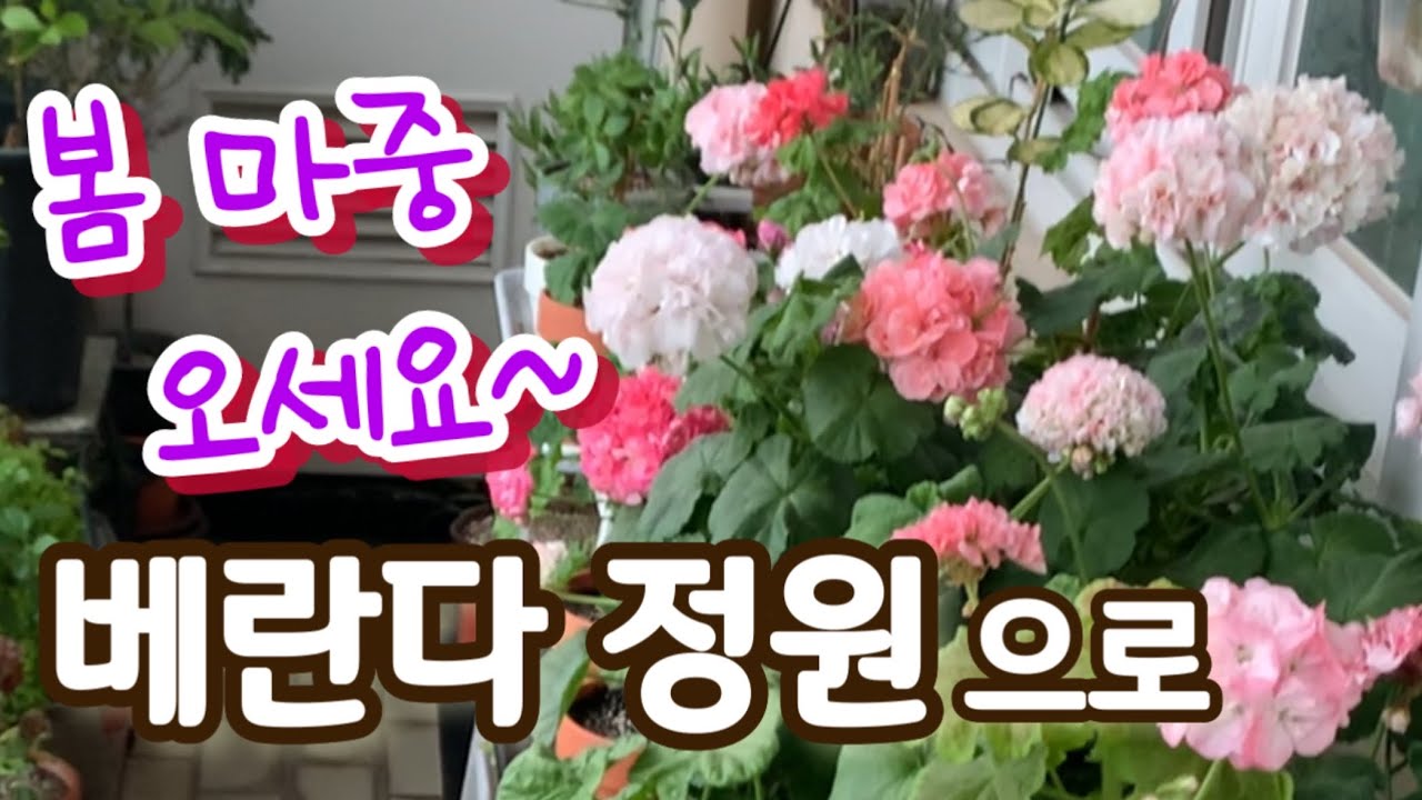 베란다 정원에서 봄마중하는 친구들을 소개합니다.~~ #제라늄꽃 #한국제라늄#유럽제라늄#flowers #gardening 