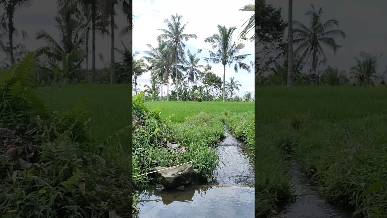 Alam Desa Kedisan Bali