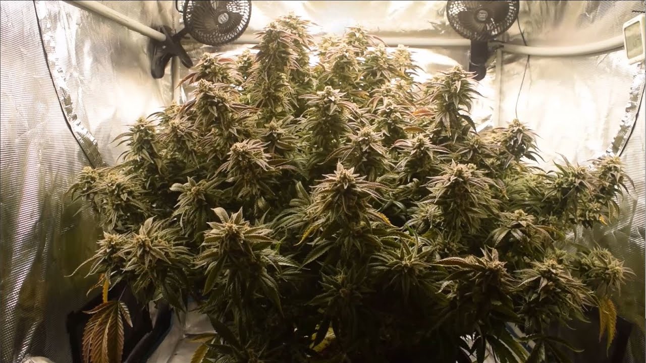 Week 9 Flower, Mars Hydro TS3000, Milk n Cookies Giant Plant Grow, 3x3 Tent