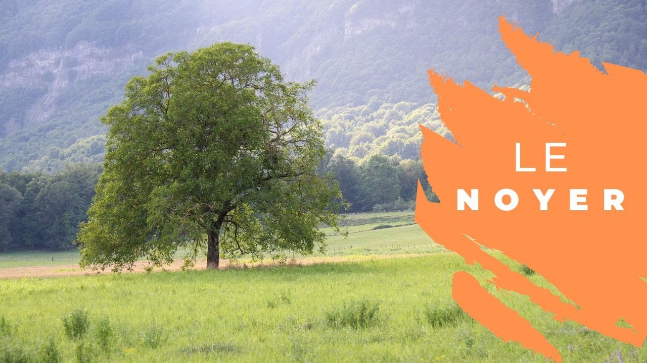 Le Noyer: Comment Reconnaître Les Arbres