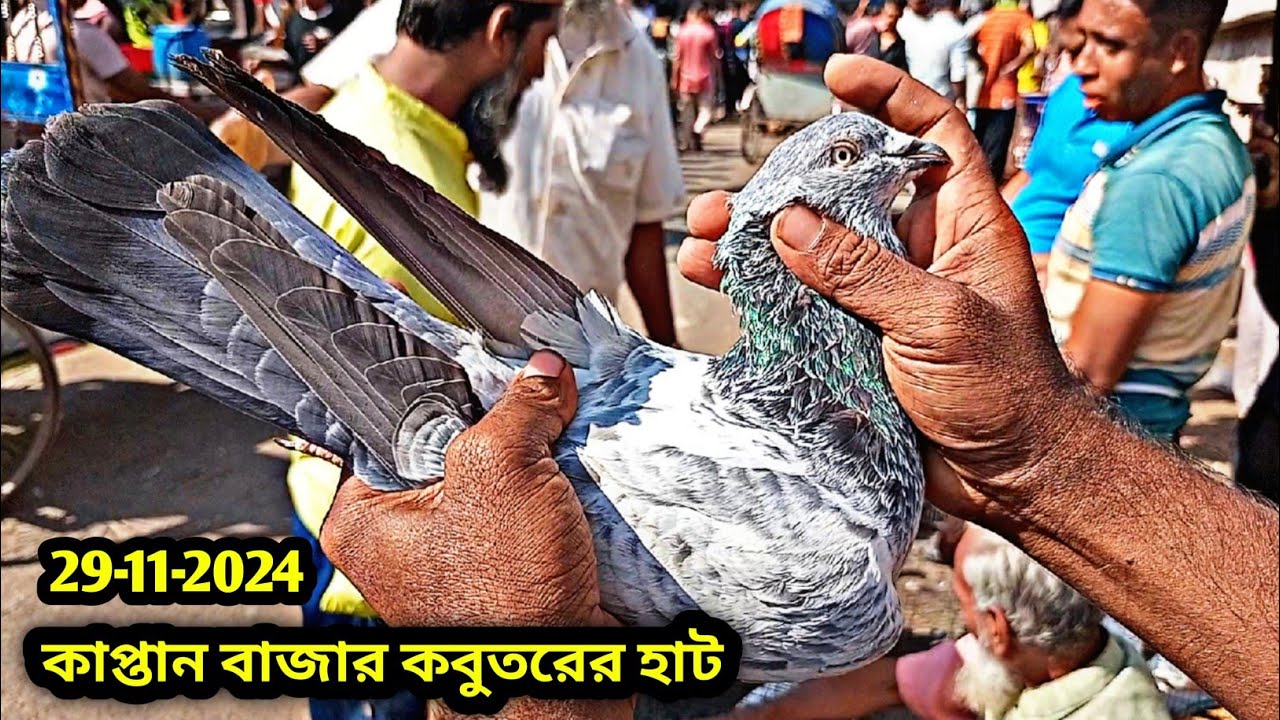 29-11-2024 কাপ্তান বাজার কবুতরের হাট। কম দামে কবুতর। গিরিবাজ কবুতর। Kaptan bazar kobutor hat. কবুতর