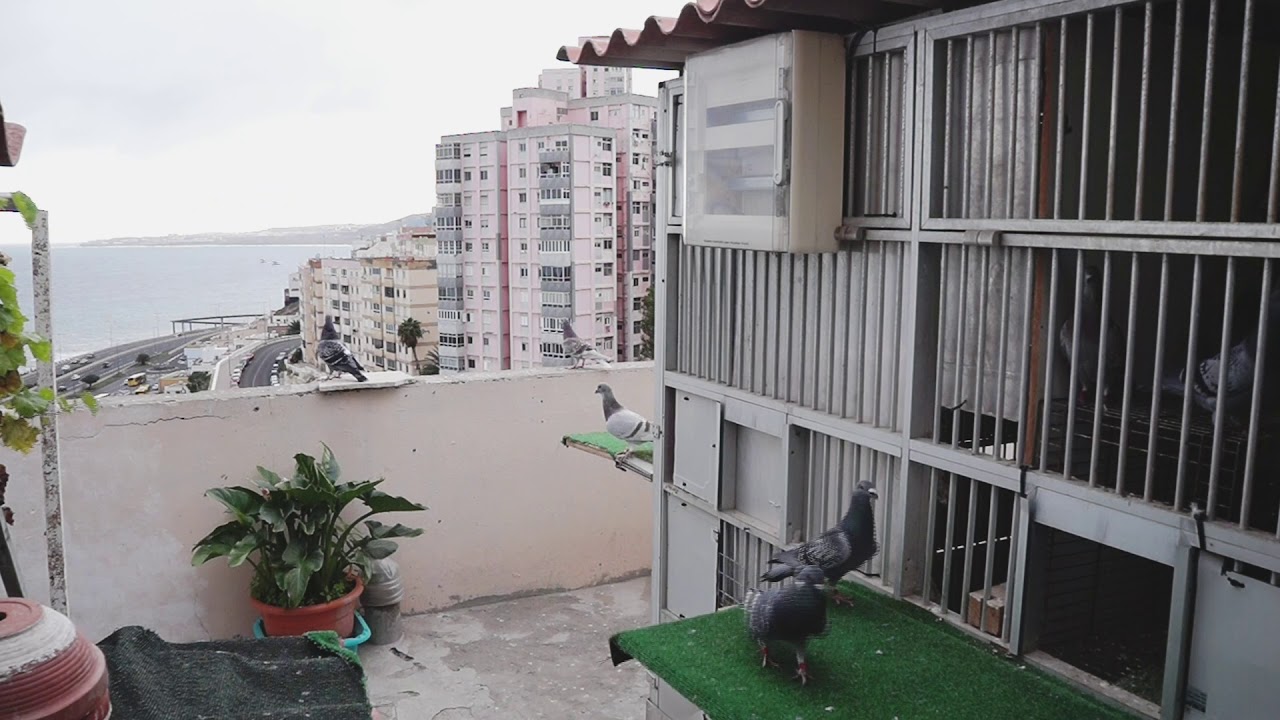 Palomas mensajeras entrenamiento otoño 2019