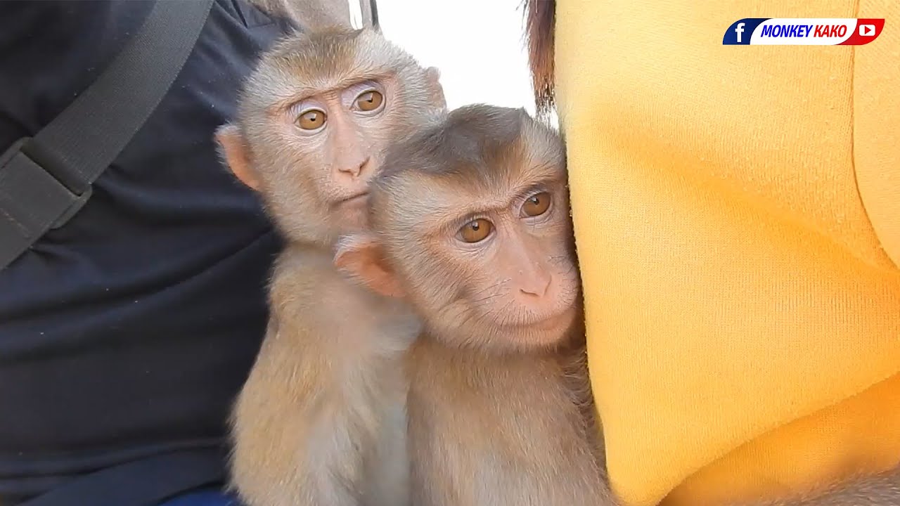 Amazing Animals | Family Monkey Kako With Baby Luna Happy Riding Motorbike