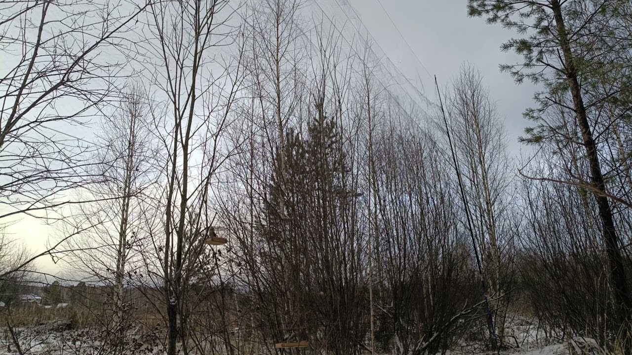 Ловля певчих птиц 29.11.2025.