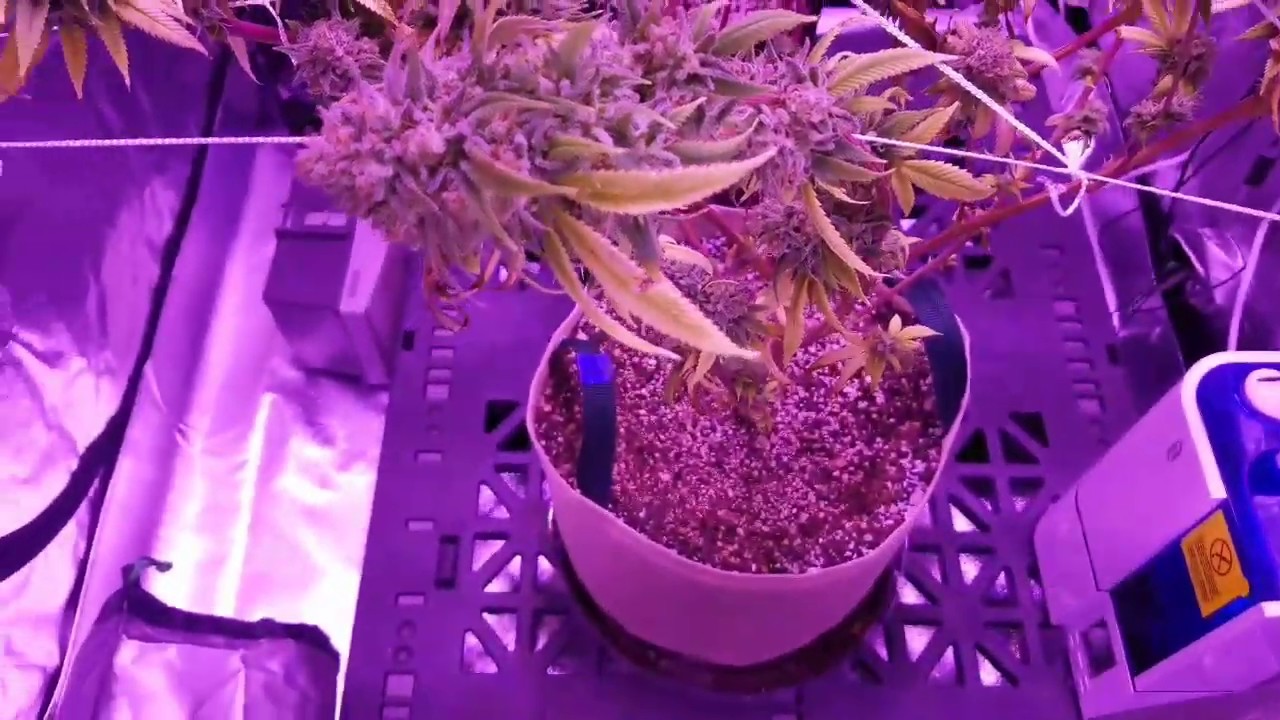 Irie Genetics (Arise) week 11 of Flower, HARVEST