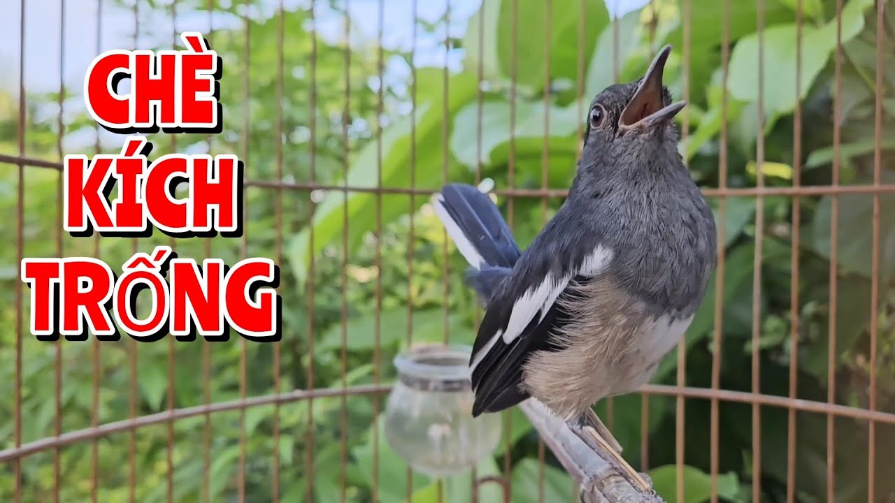 Chòe than mái hót gọi trống kích trống căng lửa hiệu quả #choethanmai 