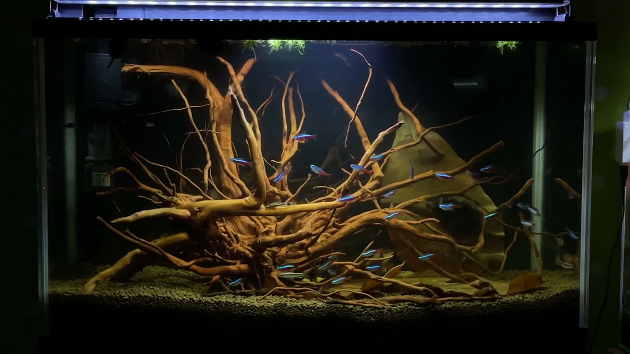 Blackwater aquarium biotope