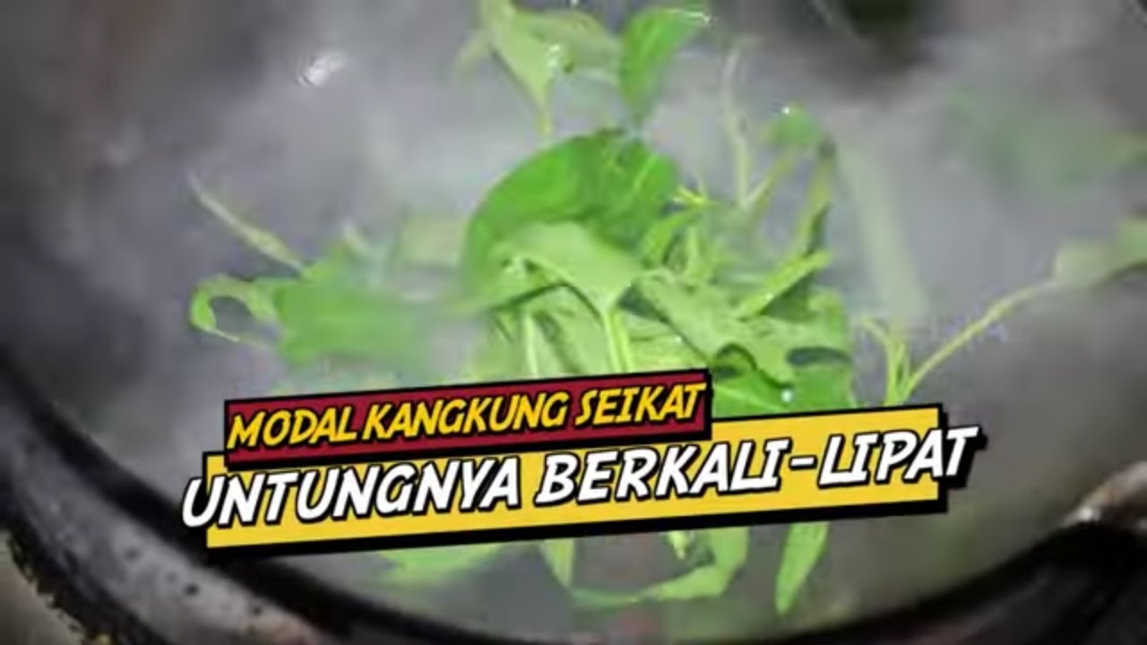 Modal Kangkung Seikat, Untungnya Berkali Lipat | CUAN BOSS (17/12/23)