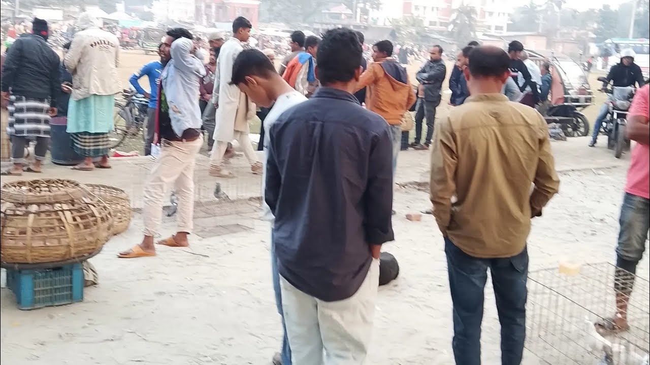 দরকারহাট এর ভিডিও কবুতর #হু আর ইউ #ভাইরাল #বাগেরহাট কাস্ট #