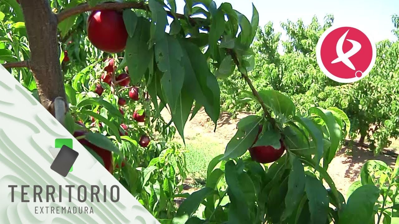 Un pueblo cultivando nectarinas | Territorio Extremadura