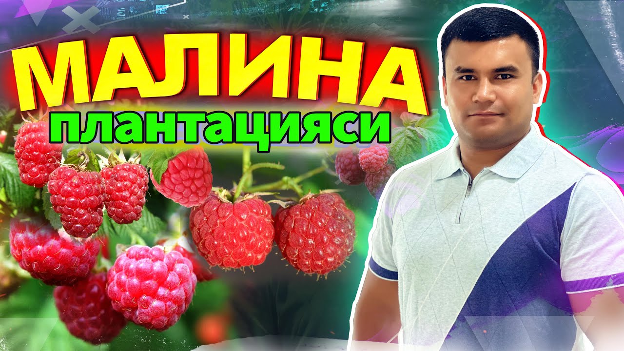 МАЛИНА ПЛАНТАЦИЯСИГА ТАШРИФ- ФАРҒОНА