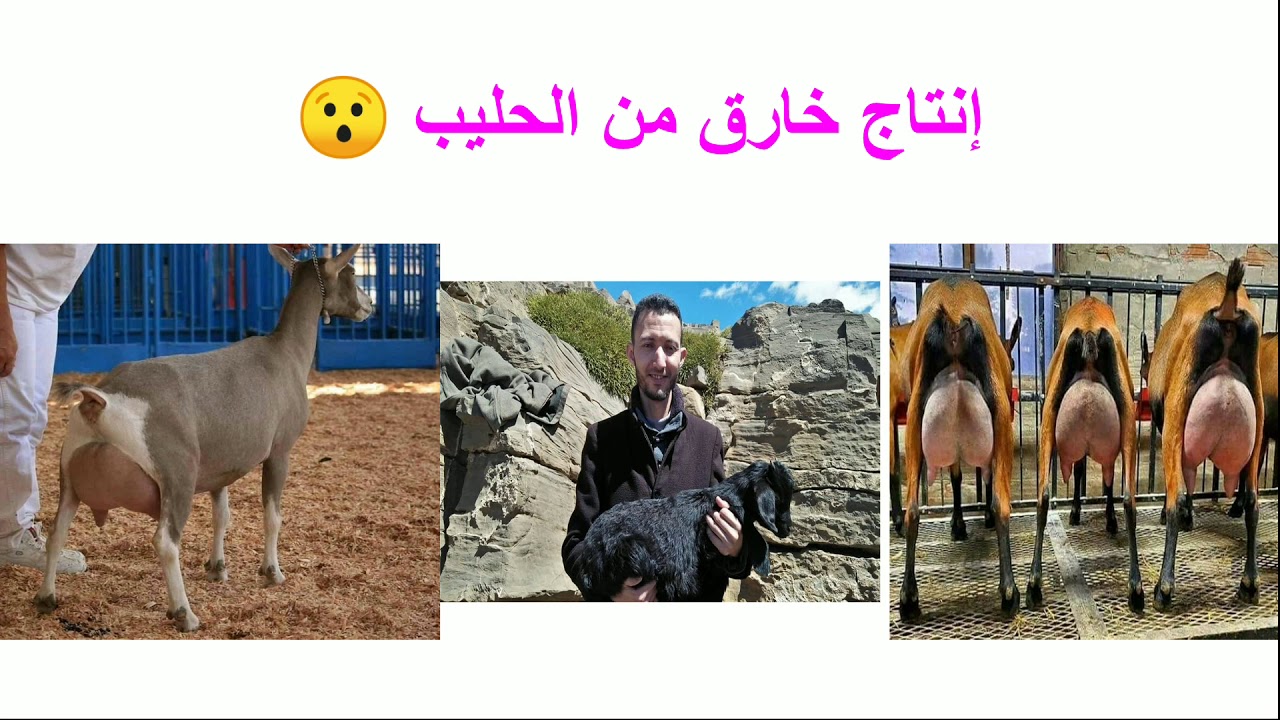 5 أنواع الماعز الأكثر انتاجية للحليب في العالم