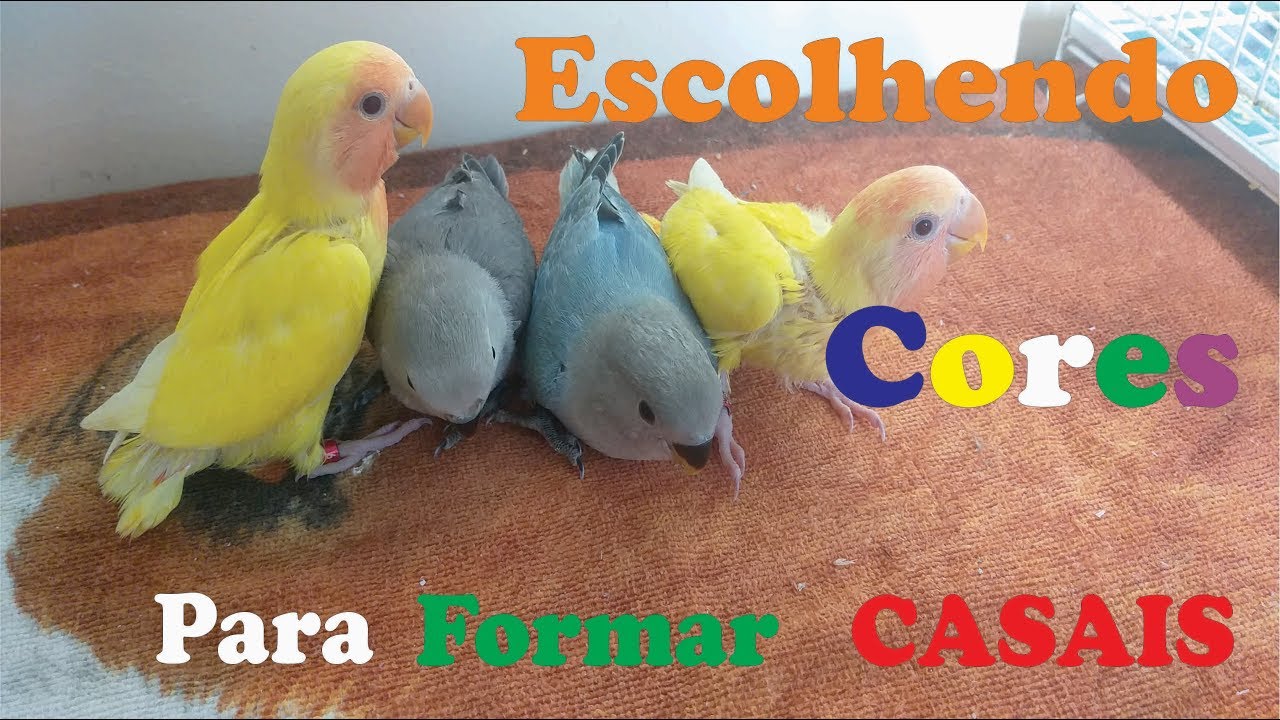 Escolhendo as Cores - Casal de Agapornis
