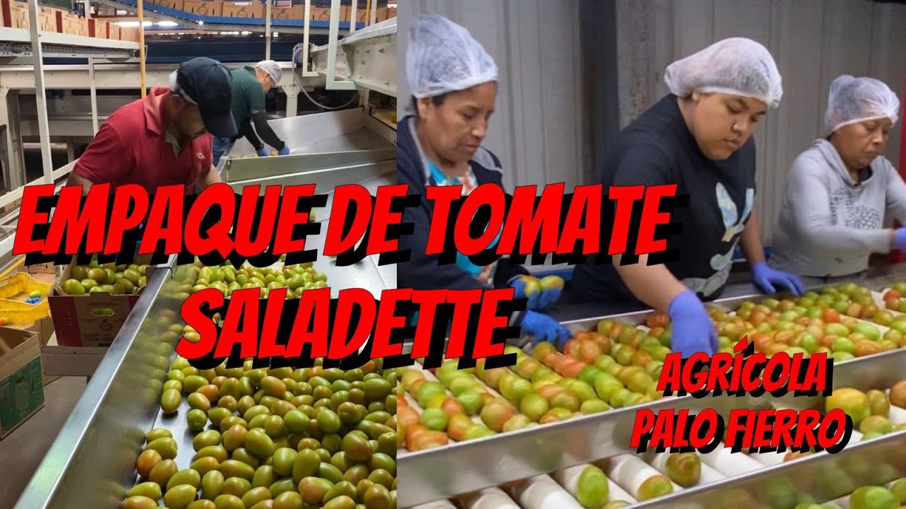 Empaque de Agrícola Palo Fierro🍅 El empaque con mayor produccion en tomate Saladette de Sonora🍅❤️
