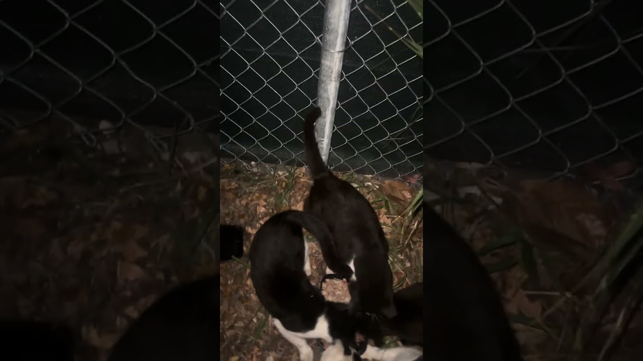 Los gatitos bellos de Orlando FL. 