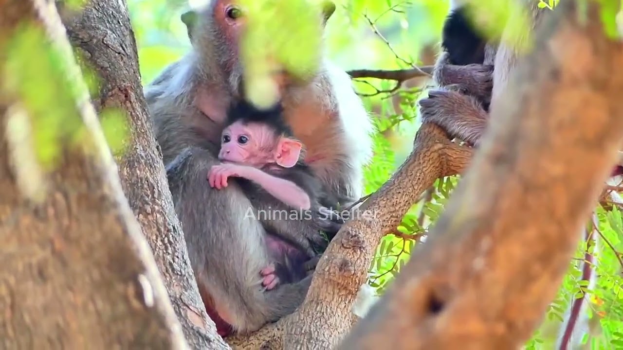Copy of LIVE: Update — Early Progress as Baby Gains Confidence with Mama Nearby 💛🐒