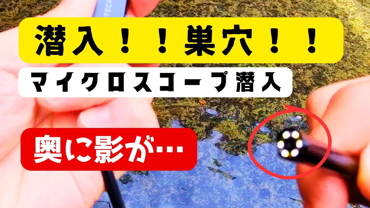 【貴重映像】うなぎの巣穴にマイクロスコープを入れたら衝撃映像が！！