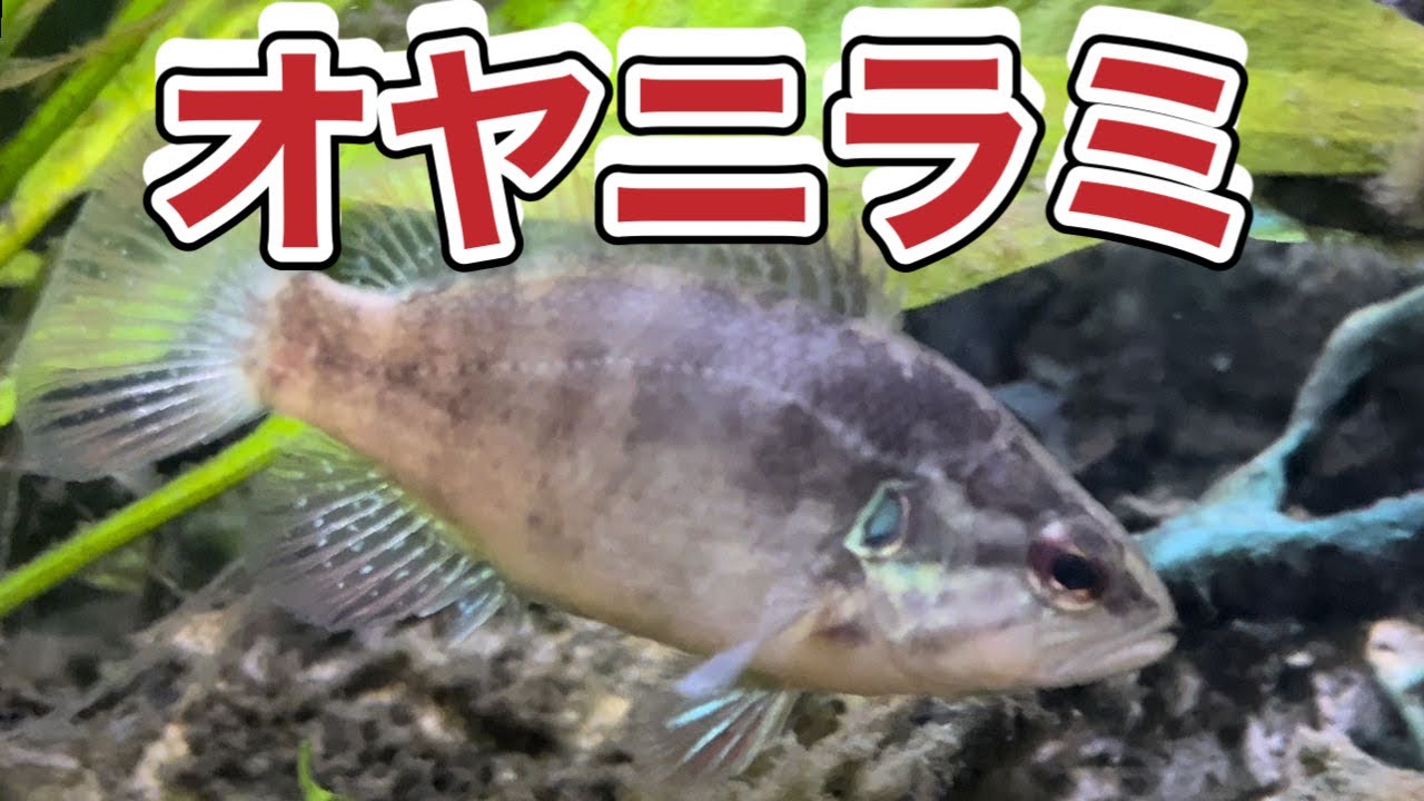 今人気の肉食系淡水魚オヤニラミ飼育の魅力を話すシリーズ1