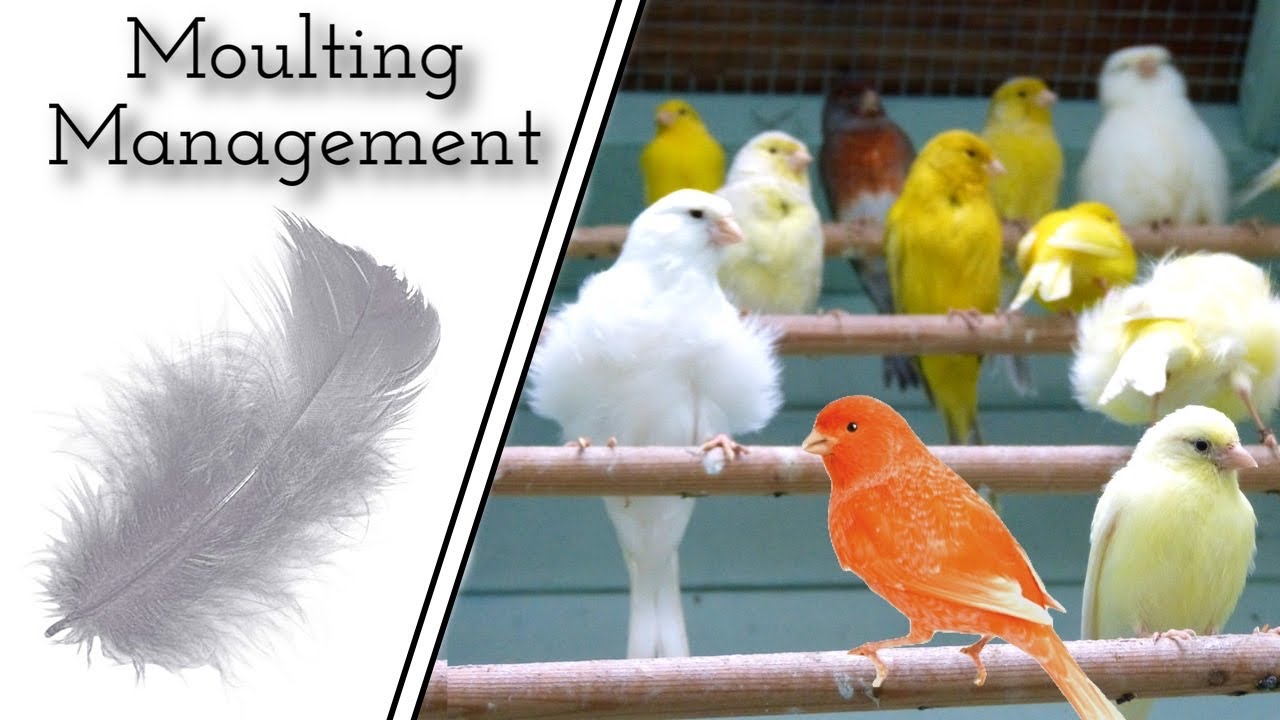 My MOULTING Management - Canaries & Finches