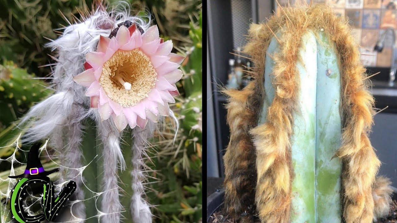 Tipos De Cactus Pilosocereus