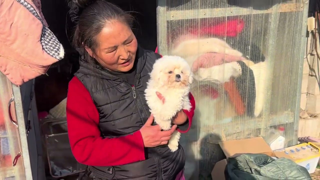 约克夏现在也不那么价格高了，1000多就能拿下了 #小狗🐶 #萌宠