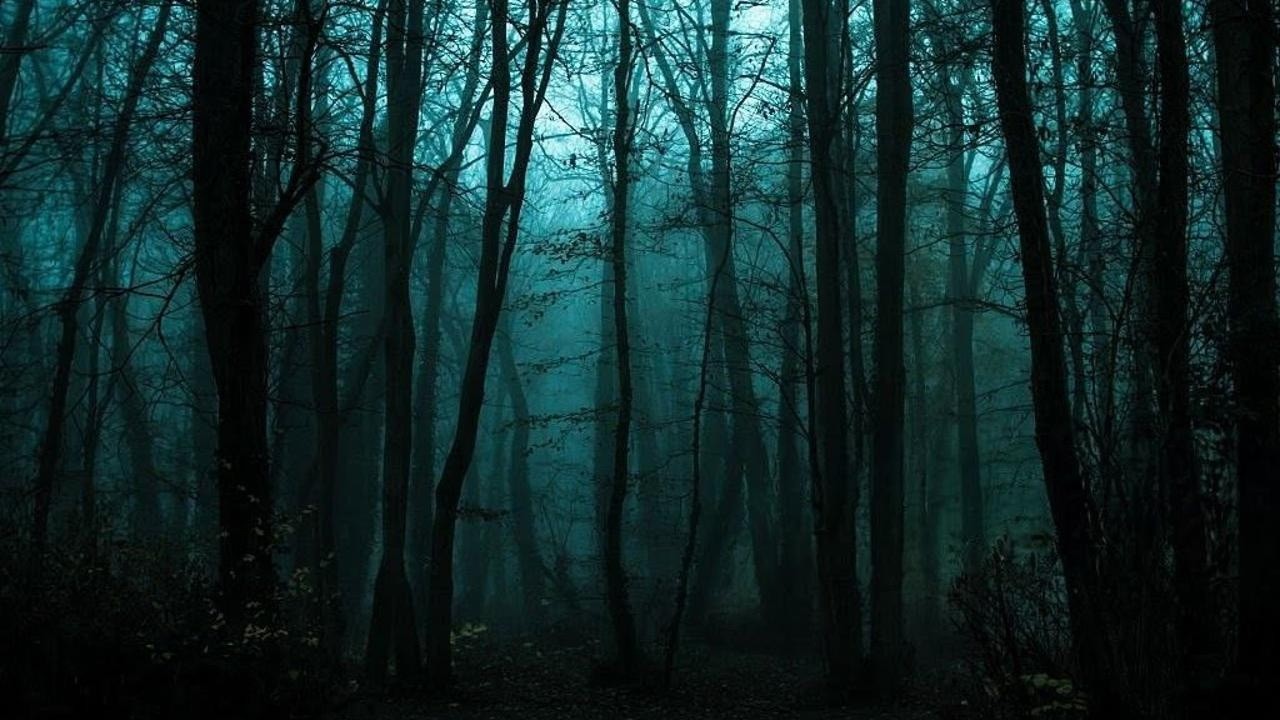  1 Hour of Rain & Wind Ambience in a Dark Forest ( No Music)