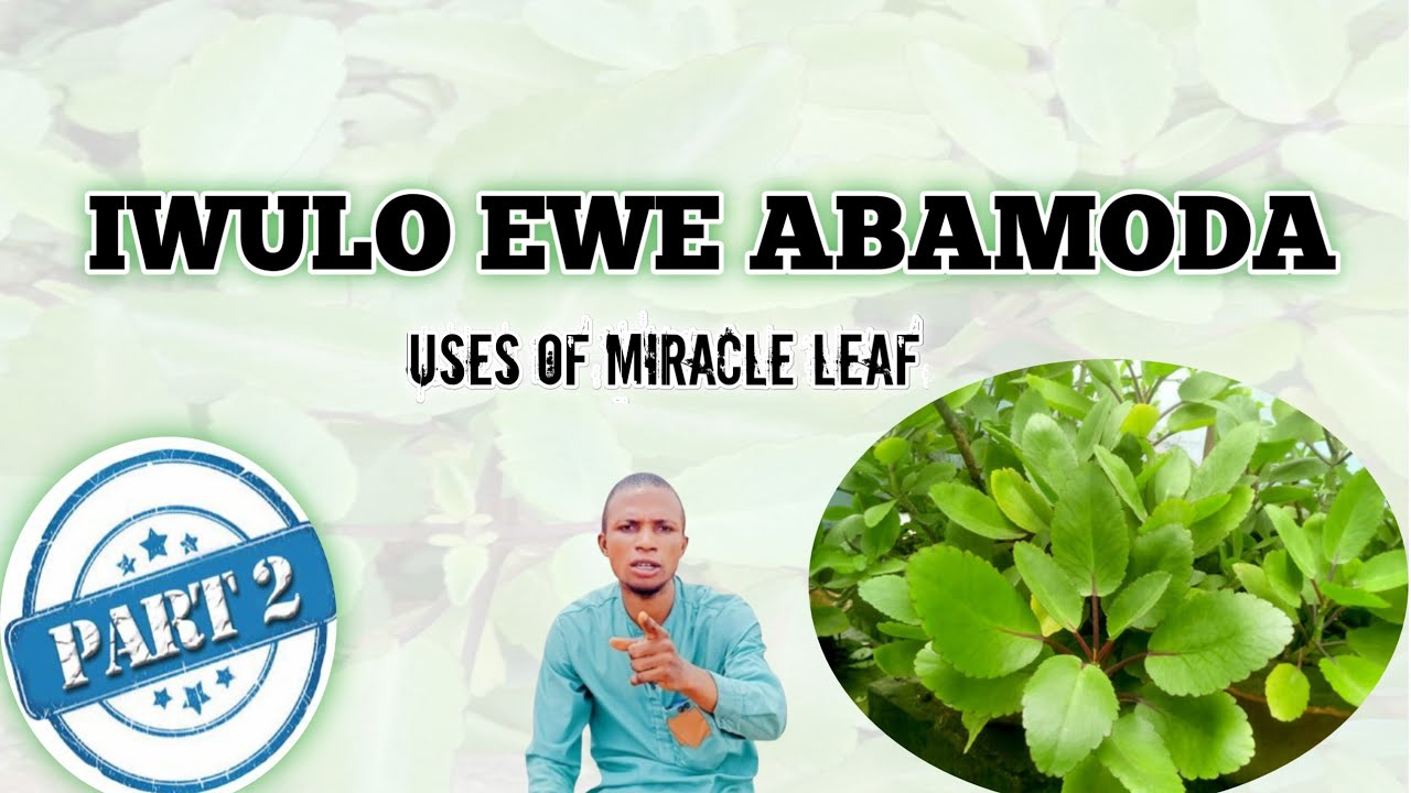 IWULO EWE ABAMODA (apakeji)@Dromoodoagbatv  uses of miracle leaf