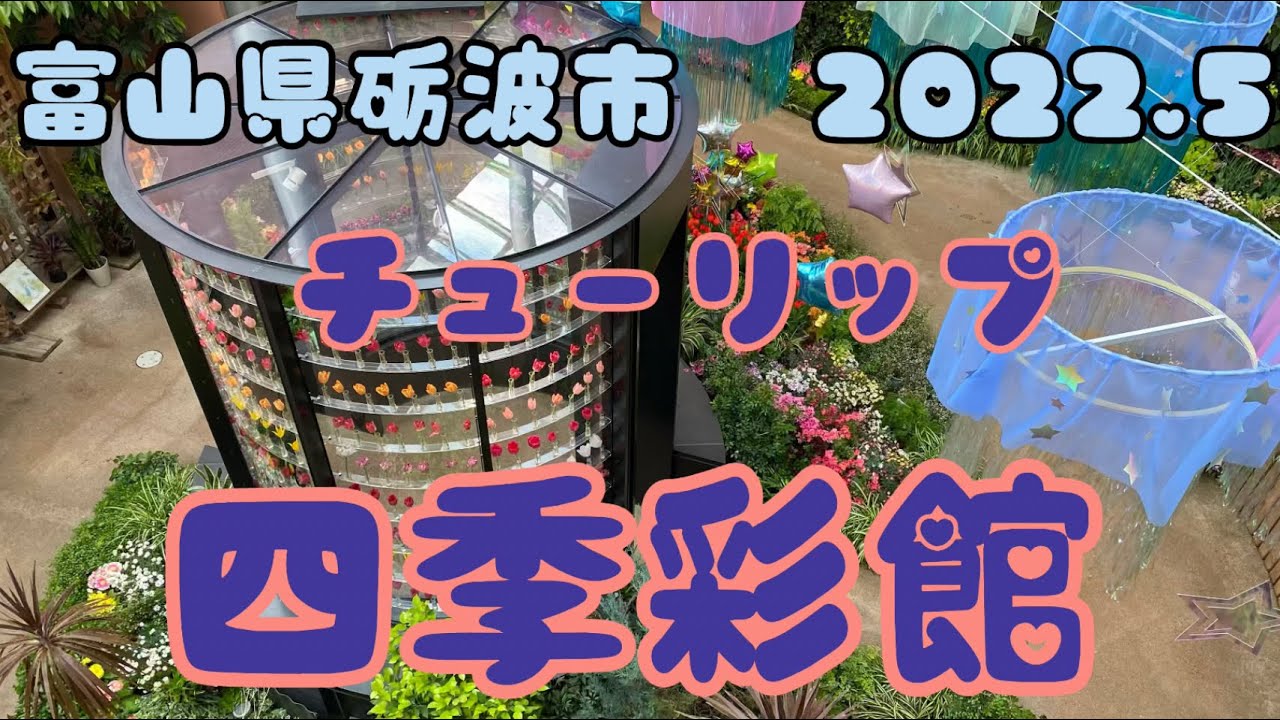 チューリップ四季彩館満開のお花