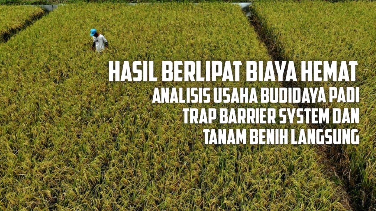 Analisis Usaha Budidaya Padi Tanam Benih Langsung dan Trap Barrier System
