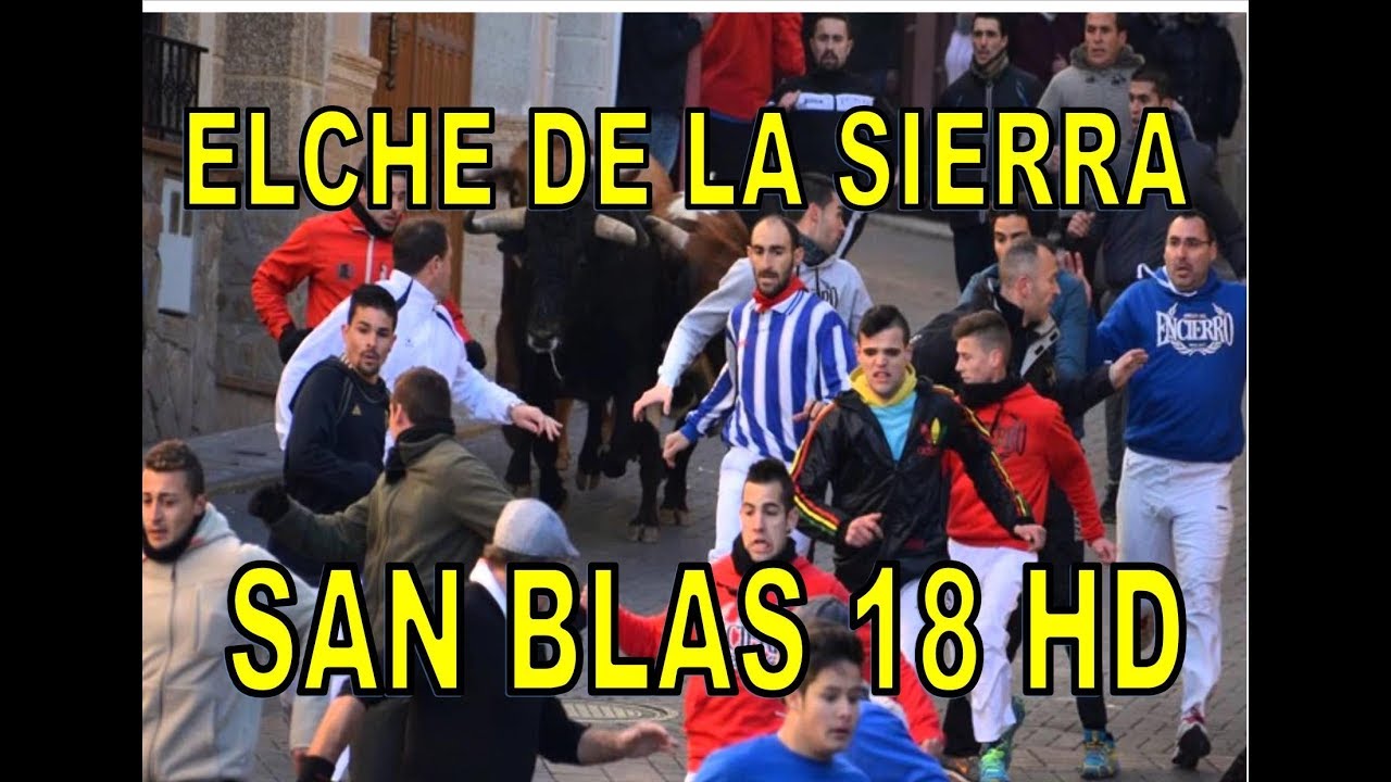 ENCIERRO TOROS SAN BLAS 18 ELCHE DE LA SIERRA Ganadería Trifillas.