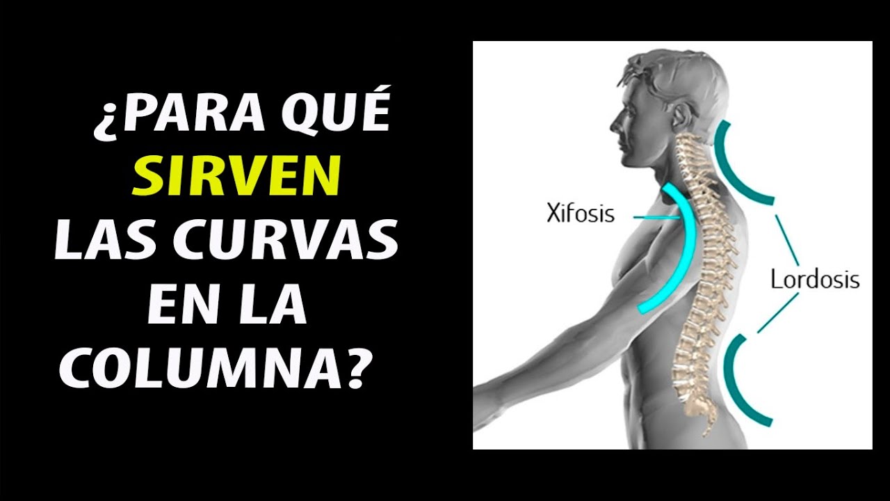 Para que sirven de las curvas de la columna vertebral