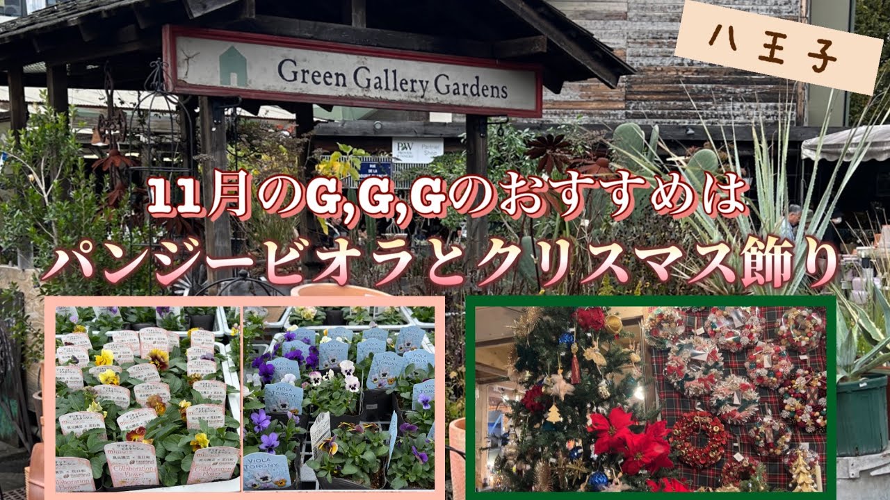 Я ходила за покупками в Green Gallery Gardens. В ноябре там много анютиных глазок и фиалок. В маг...