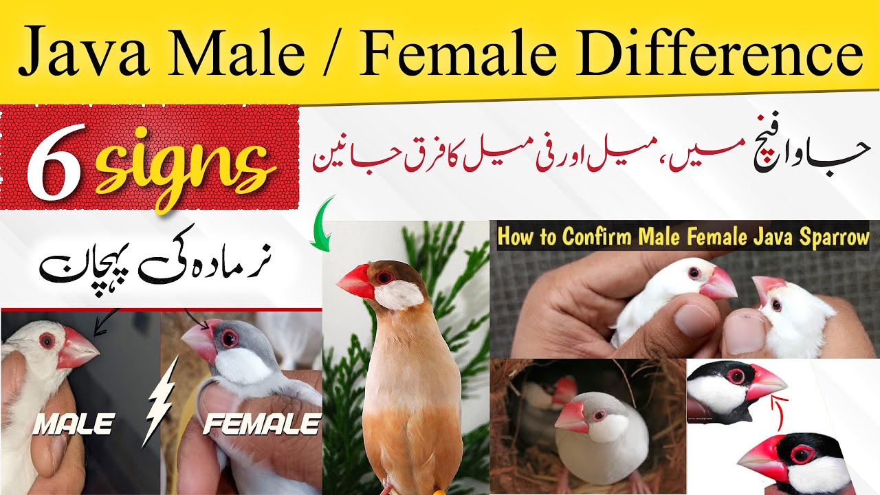 java male female difference | java me nar or mada ki pehchan | identify Male Female in Java Sparrow