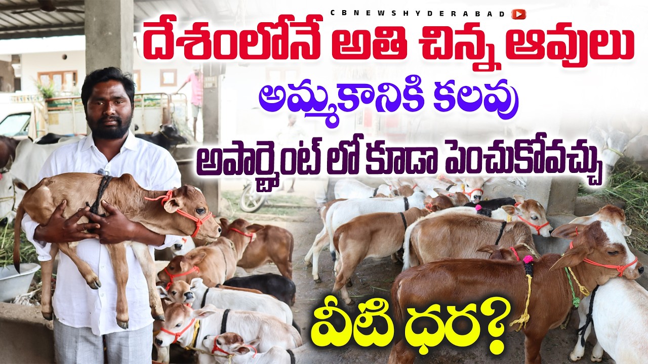 Punganoor Cows for sale| పుంగనూరు ఆవులు అమ్మకానికి కలవు| చిన్న దూడలు|Andhra | CBNews Hyderabad