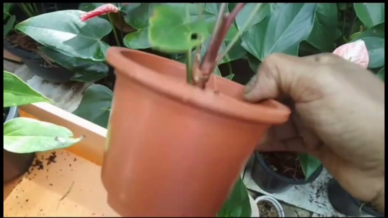 පොඩි පැල නිසි ආකාරව ලොකු කරගනිමු