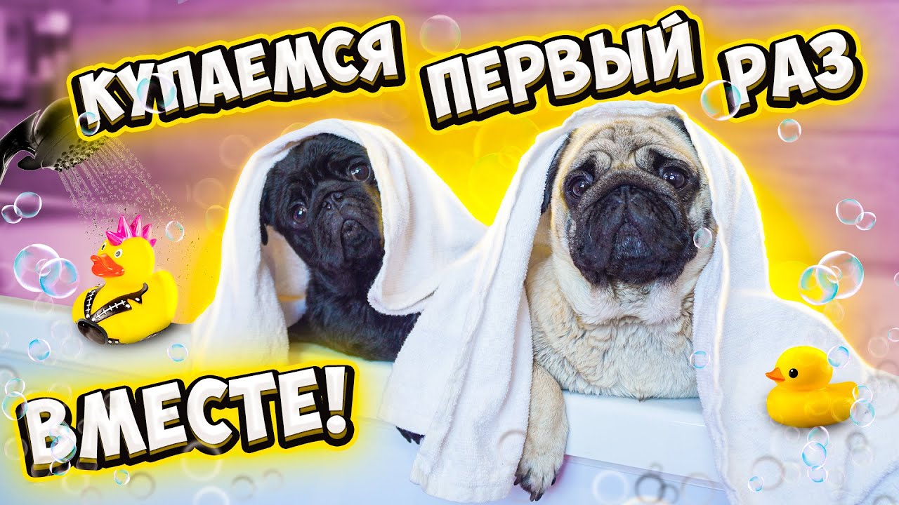 ВПЕРВЫЕ КУПАЕМ ДВУХ МОПСОВ ВМЕСТЕ😍 ВЛОГ 👉 Что они Натворили? Как Мыть СОБАК?