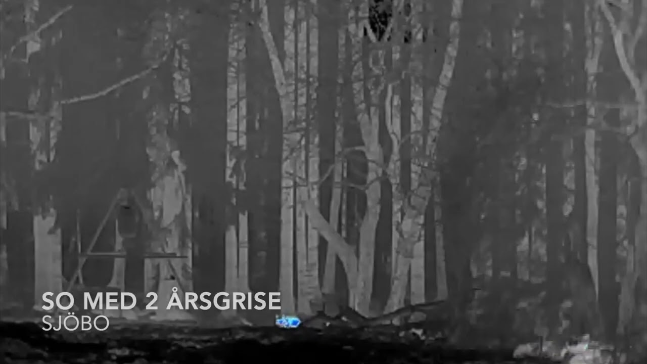 Vildsvinejagt! Påsken 2022 i Sverige med Pard 007 og termisk spotter HIK vision 15mm & Infiray 19mm