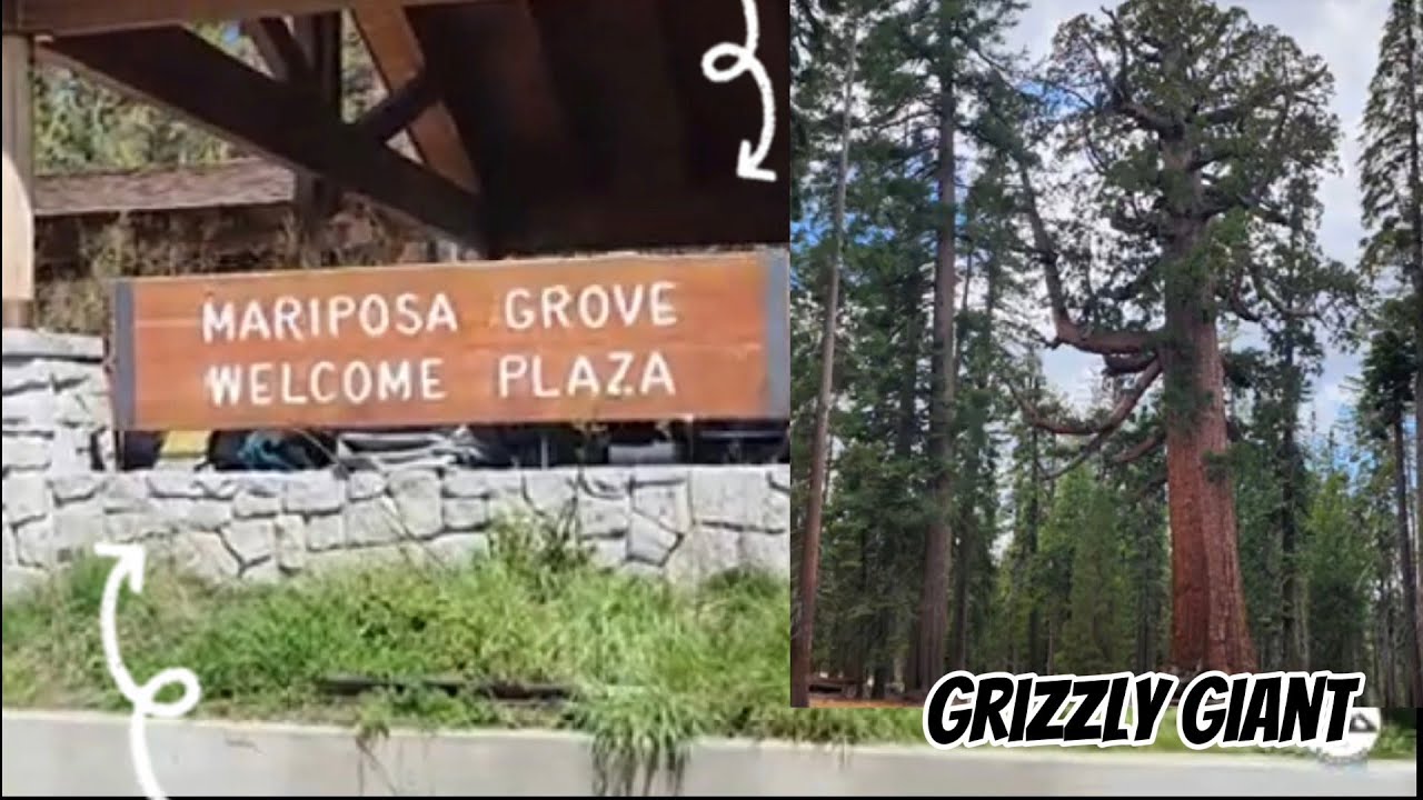 Mariposa Grove in Yosemite National Park! Biggest Sequoia Grove in Yosemite