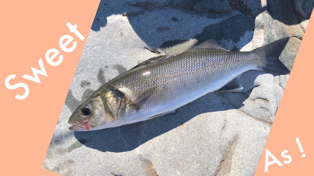 Bass lure fishing at distance SG seeker does it again !