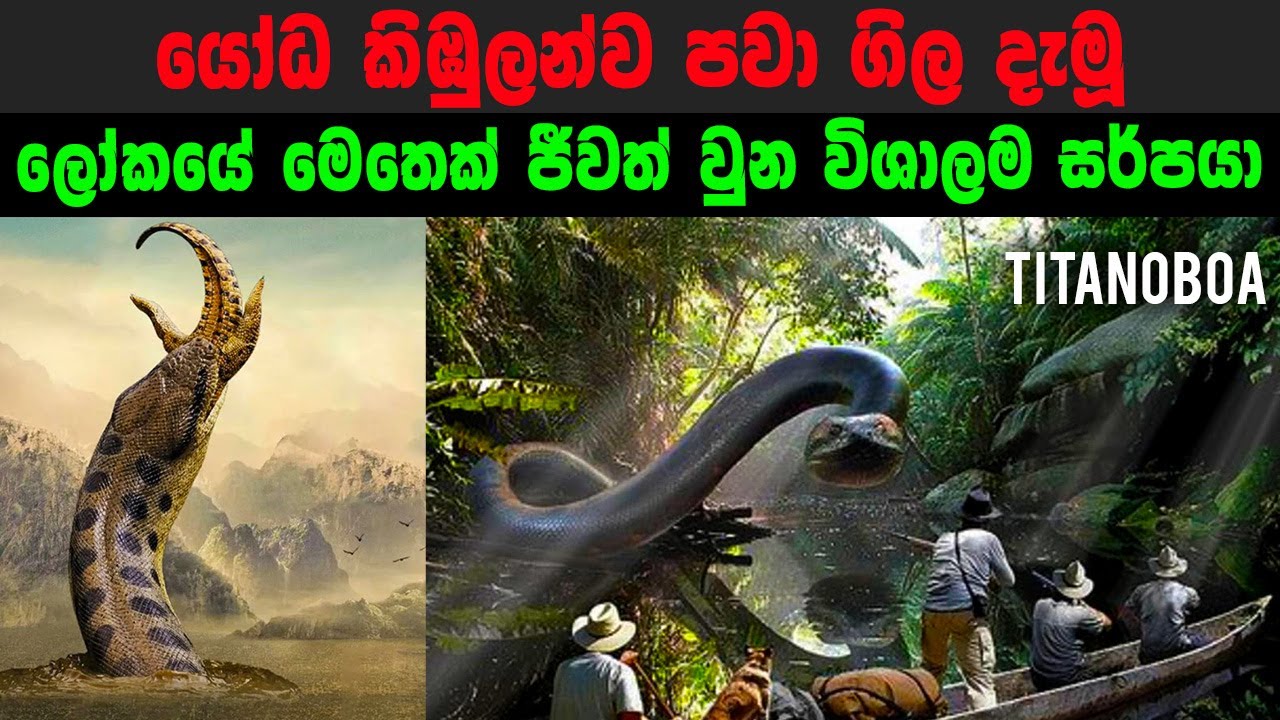 ලොව මෙතෙක් ජීවත් වූ දැවැන්තම සර්පයා | Titanoboa sinhala video