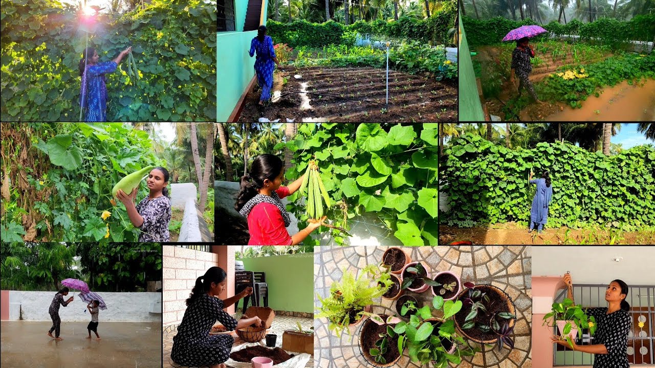 Vegetables harvesting/Small Vegetables garden at home/Simple way to grow vegetables/காய்கறி தோட்டம்🌱