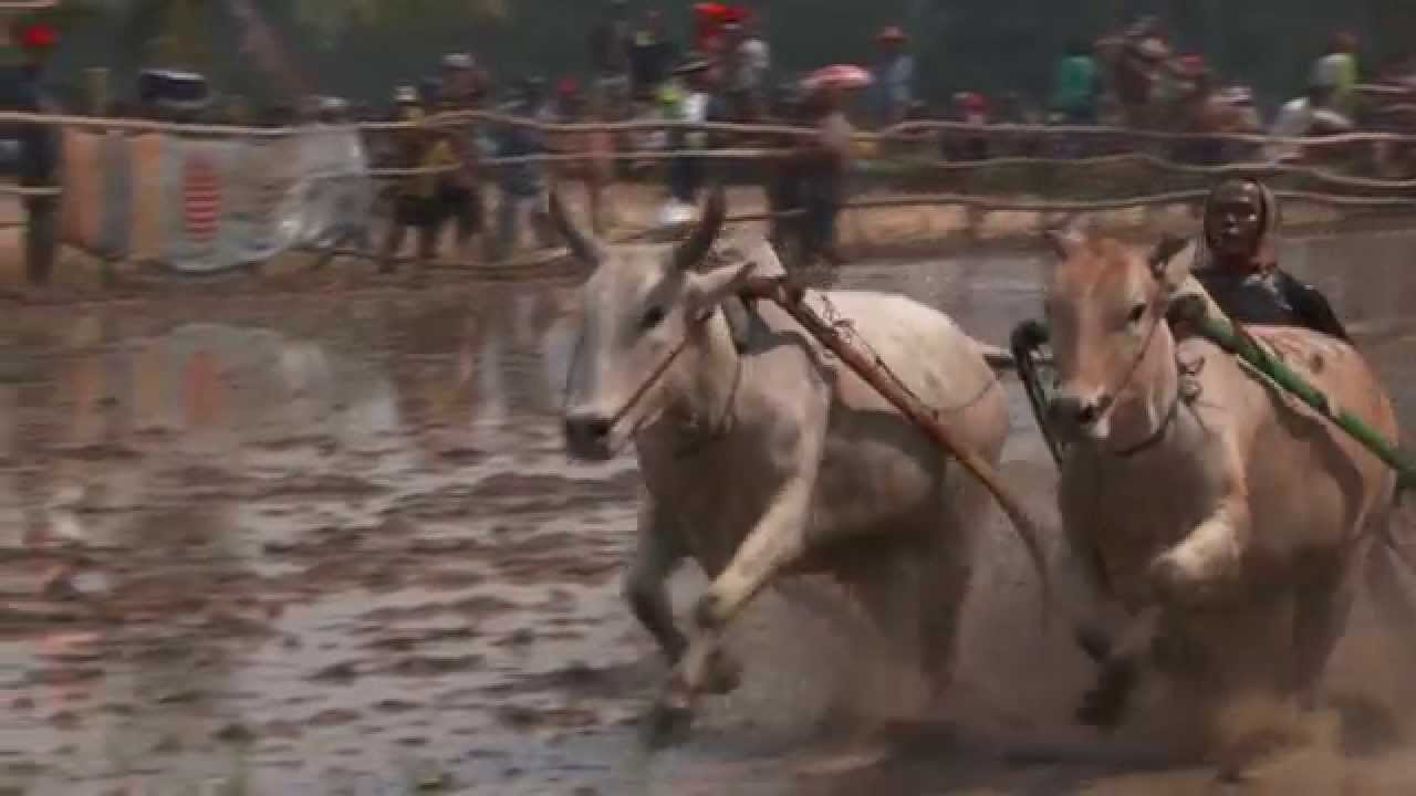 Trip To Indonesia Part II, Bali, Ijen, Bromo, Pacu Jawi Slow Motion Video