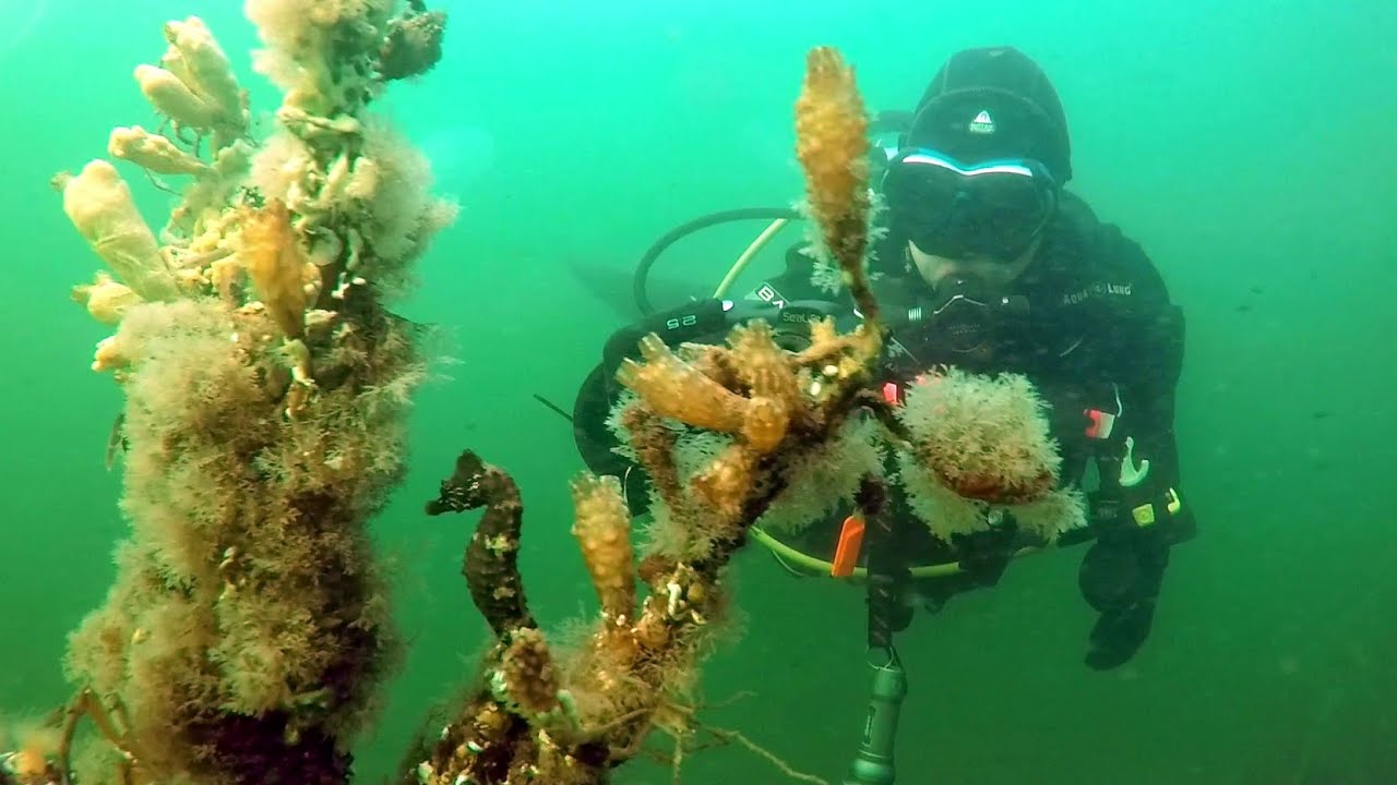 Vrijdagochtendduikjes Bergse diepsluis, Oosterschelde, 15 september 2023