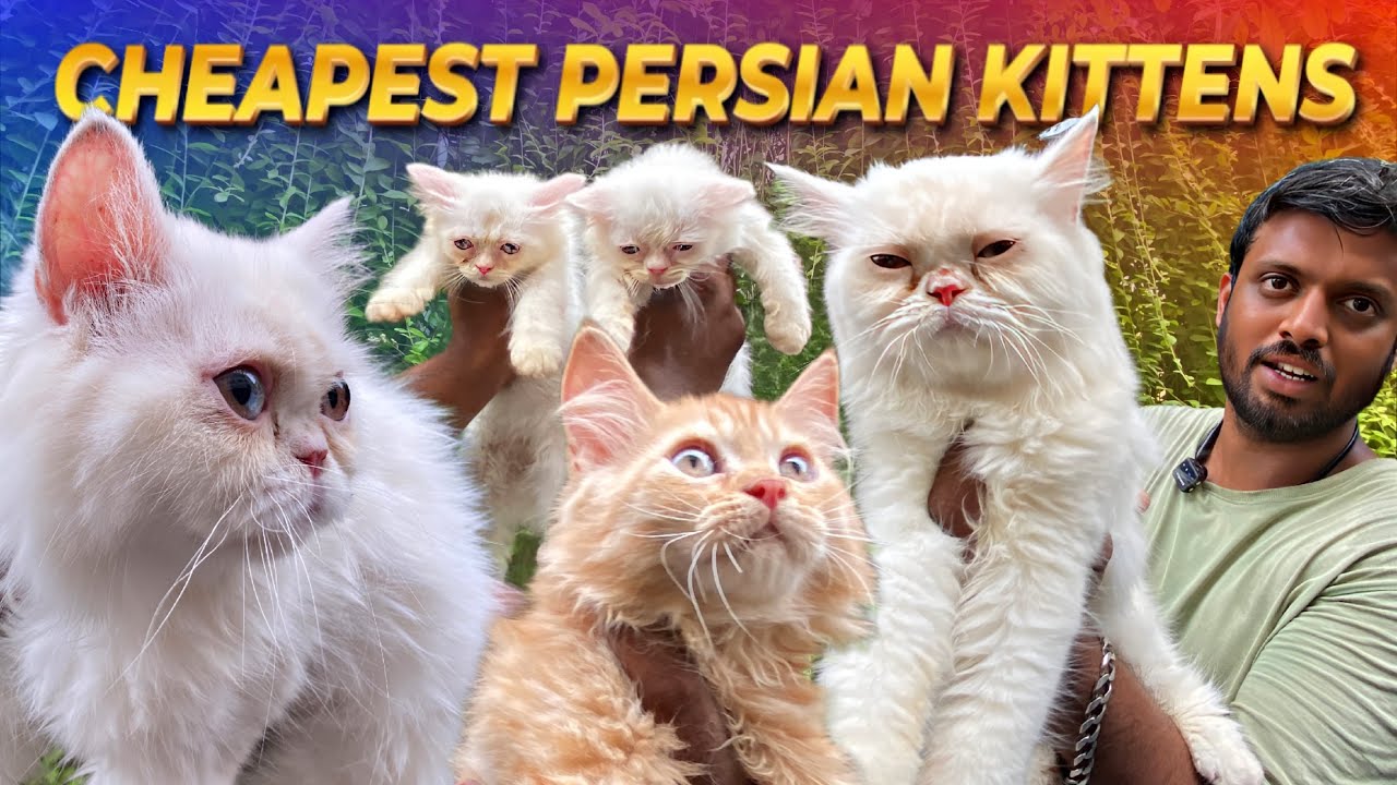 💥Only ₹3999 😱 | Triple Coated Persian Kittens Chennai | Cat Lovers Must Watch 🐱 #persiancats #pets