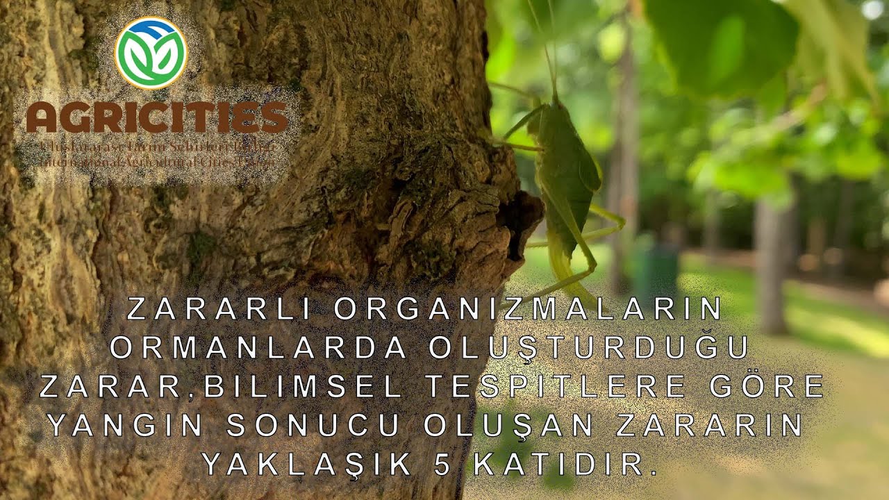 YEŞİL VATAN