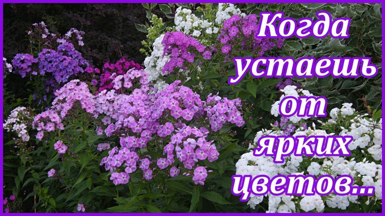 Цветник из флоксов. Как? Зачем? Почему? Новые  садовые картинки.