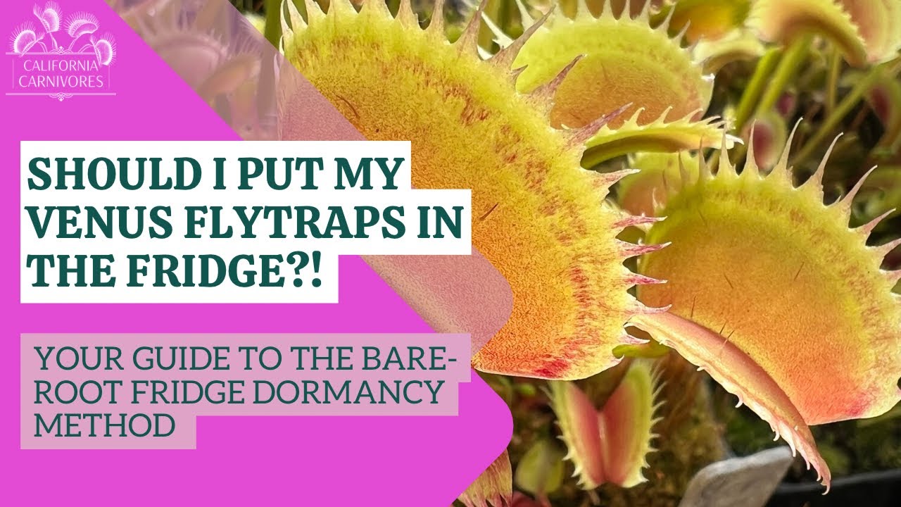 When Should You Put Your Venus Flytraps in the Fridge?!